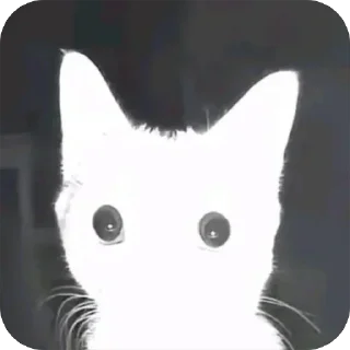 Video sticker 🙀 шизанутости ➡️ @Ctikerubot