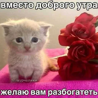Телеграм стикер 😎 шизанутости ➡️ @Ctikerubot