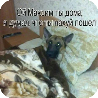 Telegram sticker 🐱 Скулшутинг и не только