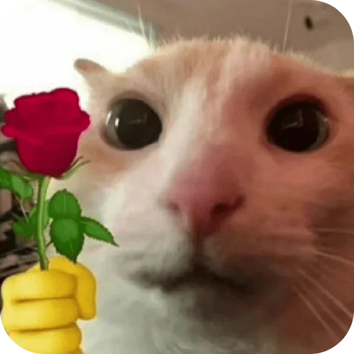 Telegram sticker 🌹 T_C 2