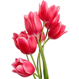 Telegram sticker 🌷 @GOgorshochek24 Косметика оптом из Кореи