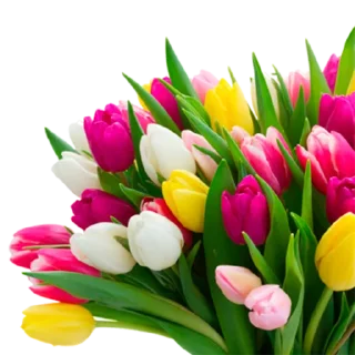 Telegram sticker 🌷 @GOgorshochek24 Косметика оптом из Кореи