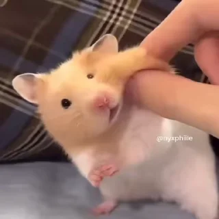 Video sticker 🗿 𝐅𝐚𝐝. @lCTTC