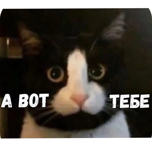 Telegram sticker 🐱 Нмипрмп