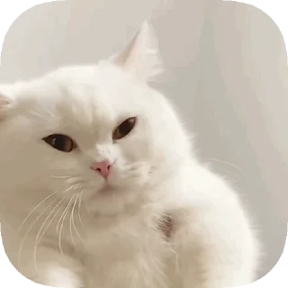Video sticker 😘 cute cute :: @fStikBot