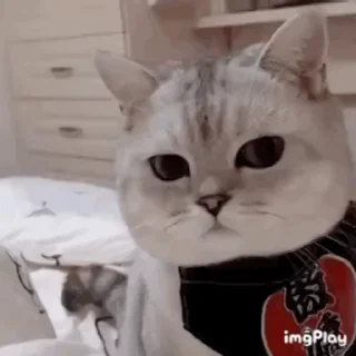 Video sticker 🐶 cute cute :: @fStikBot