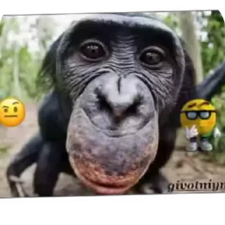 Video sticker 🐦 Больше стиков тут: @stikery4