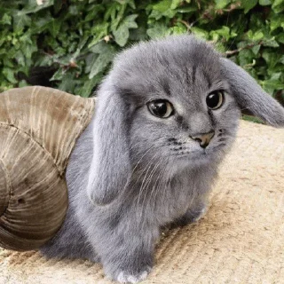 Телеграм стикер 🤩 котэ @ckladstikerov7