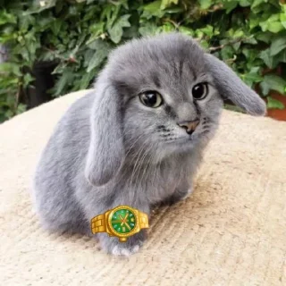 Телеграм стикер 🤩 котэ @ckladstikerov7