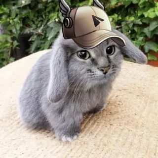 Телеграм стикер 🤩 котэ @ckladstikerov7