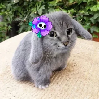 Телеграм стикер 🤩 котэ @ckladstikerov7