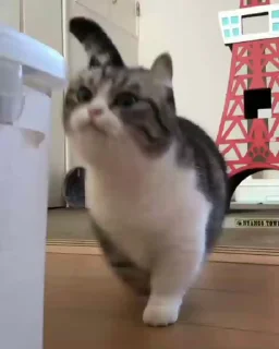 Video sticker 🌟 ебаный кот :: @fStikBot