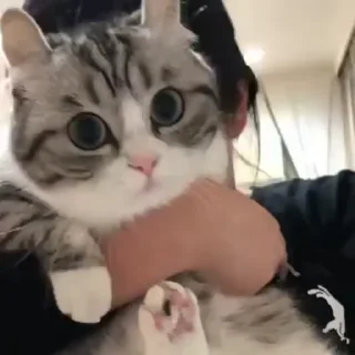 Video sticker 🌟 ебаный кот :: @fStikBot