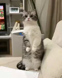 Video sticker 🌟 ебаный кот :: @fStikBot