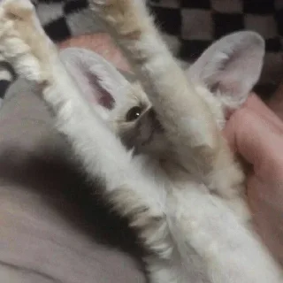 Sticker 🙌 Fens Pack 1