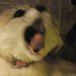 Video sticker 😱 Fens Pack 1