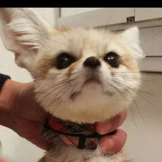 Video sticker 😐 Fens Pack 1