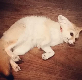 Telegram sticker 😱 Fens Pack 1