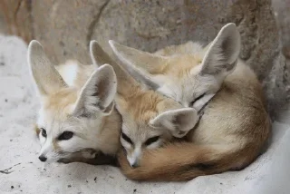 Telegram sticker 3️⃣ Fens Pack 1