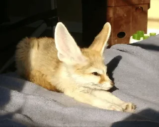 Telegram sticker 🍞 Fens Pack 1