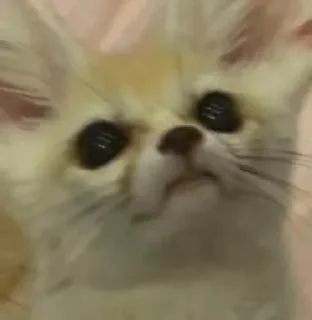 Telegram sticker 😶 Fens Pack 1