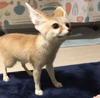 Telegram sticker 😨 Fens Pack 1