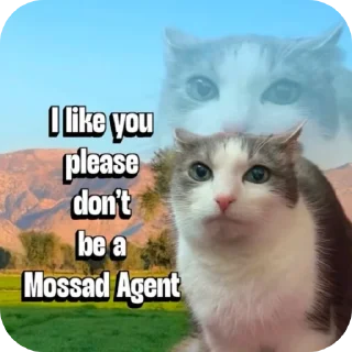 Telegram sticker 🐱 Hhhhh