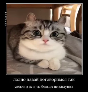 Телеграм стикер 🙂 komaru pak @komaru