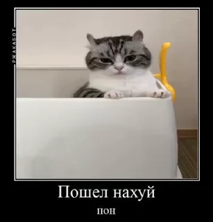Телеграм стикер 🙄 komaru pak @komaru