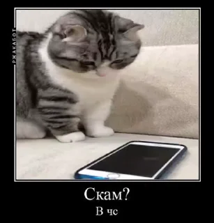 Телеграм стикер 👍 komaru pak @komaru