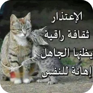 Video sticker 🐱 @ki0ip cat