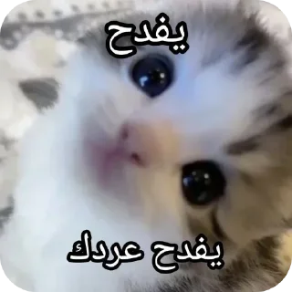 Video sticker 👍 @ki0ip cat