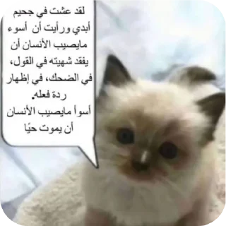 Sticker 🐱 @ki0ip cat