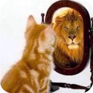 Telegram sticker 🐱 @ki0ip cat