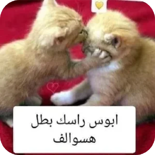 Video sticker 🐱 @ki0ip cat