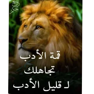 Telegram sticker 🖼 @ki0ip cat