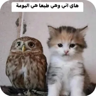 Telegram sticker 🐱 @ki0ip cat