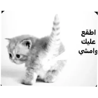 Telegram sticker 🐱 @ki0ip cat