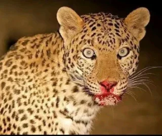 Video sticker 🤩 Жопаморжаа @TgEmodziBot