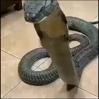 Telegram sticker 🐍 @iAM0L Vol. 5 (Video)