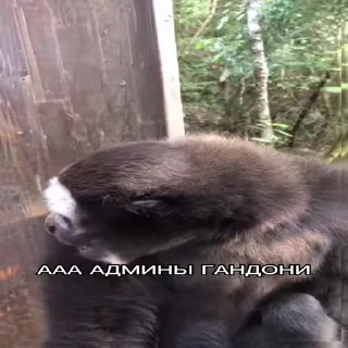 Video sticker 🥴 Больше стиков тут: @stikery4