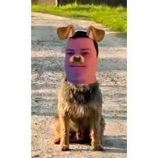 Telegram sticker 🥶 ЗВЕРИННИК БУРМАЛДИННИК @papiroska333