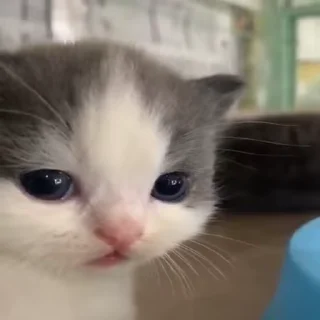 Телеграм стикер 🐈 boyarishnik :: @fStikBot