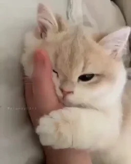 Video sticker 😽 ⓂⓘⓒⓗⓘⓢⒼⓤⓜ ① :: @fStikBot