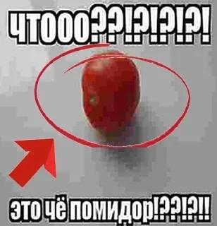 Telegram sticker 🍅 рокстер ты что курил :: @fStikBot