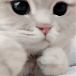 Video sticker 😡 专业号商团队 认准： @gaodf