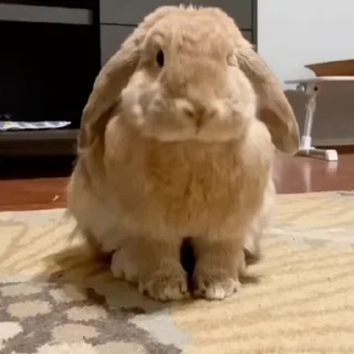 Video sticker 🐰 𖤛 ⠆ϐunnιes • 1 ─ @HL1224