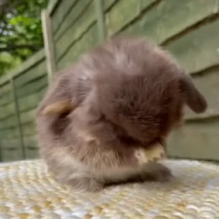 Video sticker 🐰 𖤛 ⠆ϐunnιes • 1 ─ @HL1224