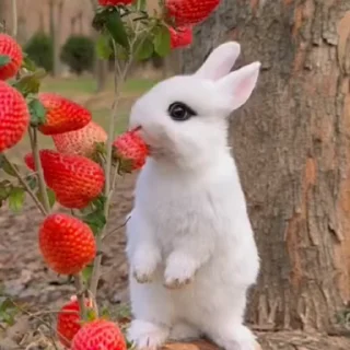 Video sticker 🐰 𖤛 ⠆ϐunnιes • 1 ─ @HL1224