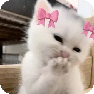 Video sticker 🐱 زوزه العلويه core...